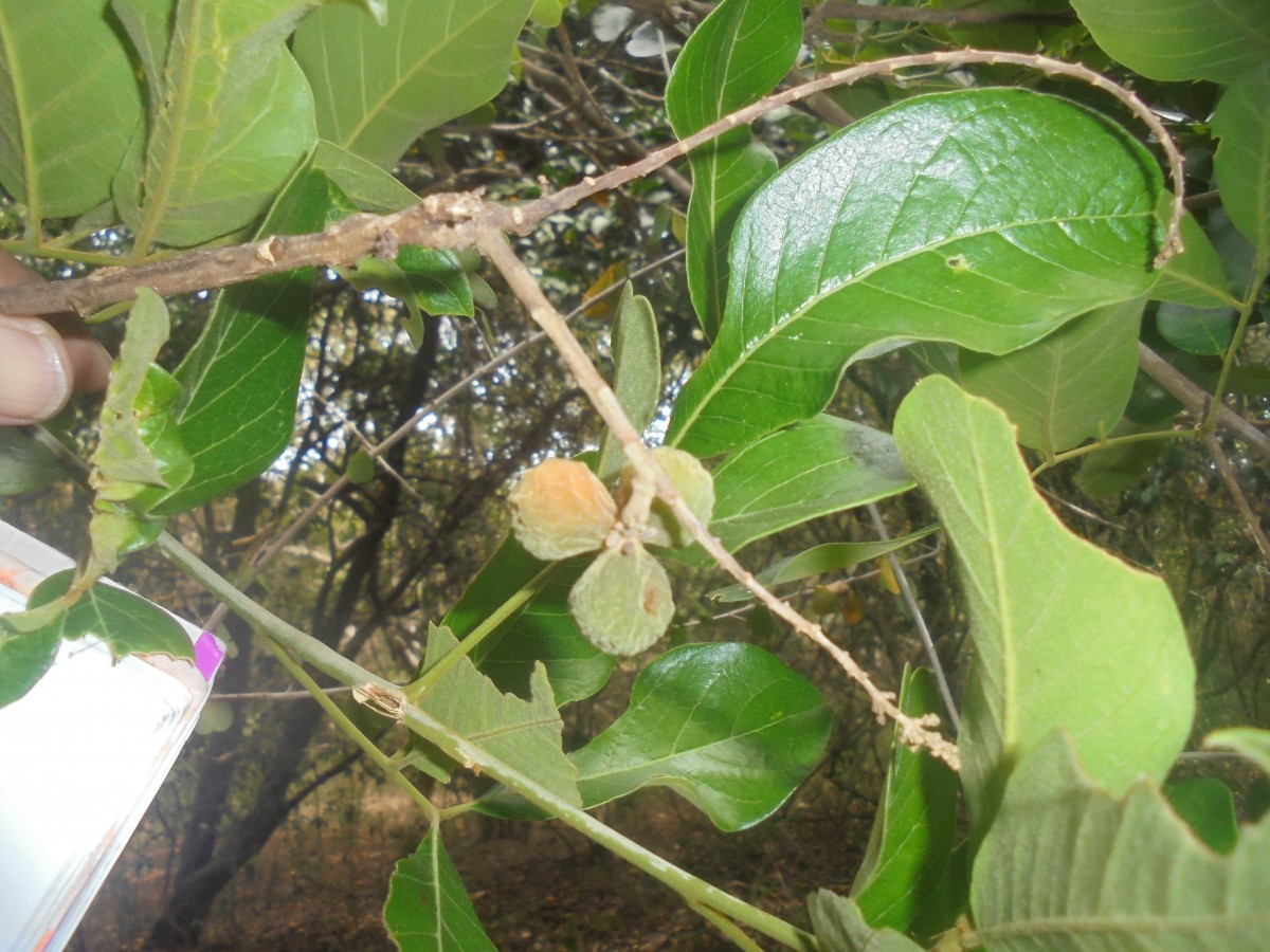 Sapindus trifoliatus L.